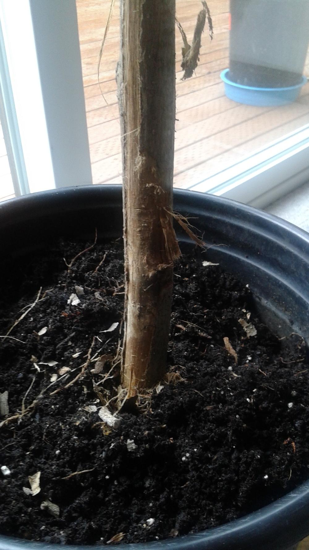 Is my Magnolia tree dead? in the Ask a Question forum