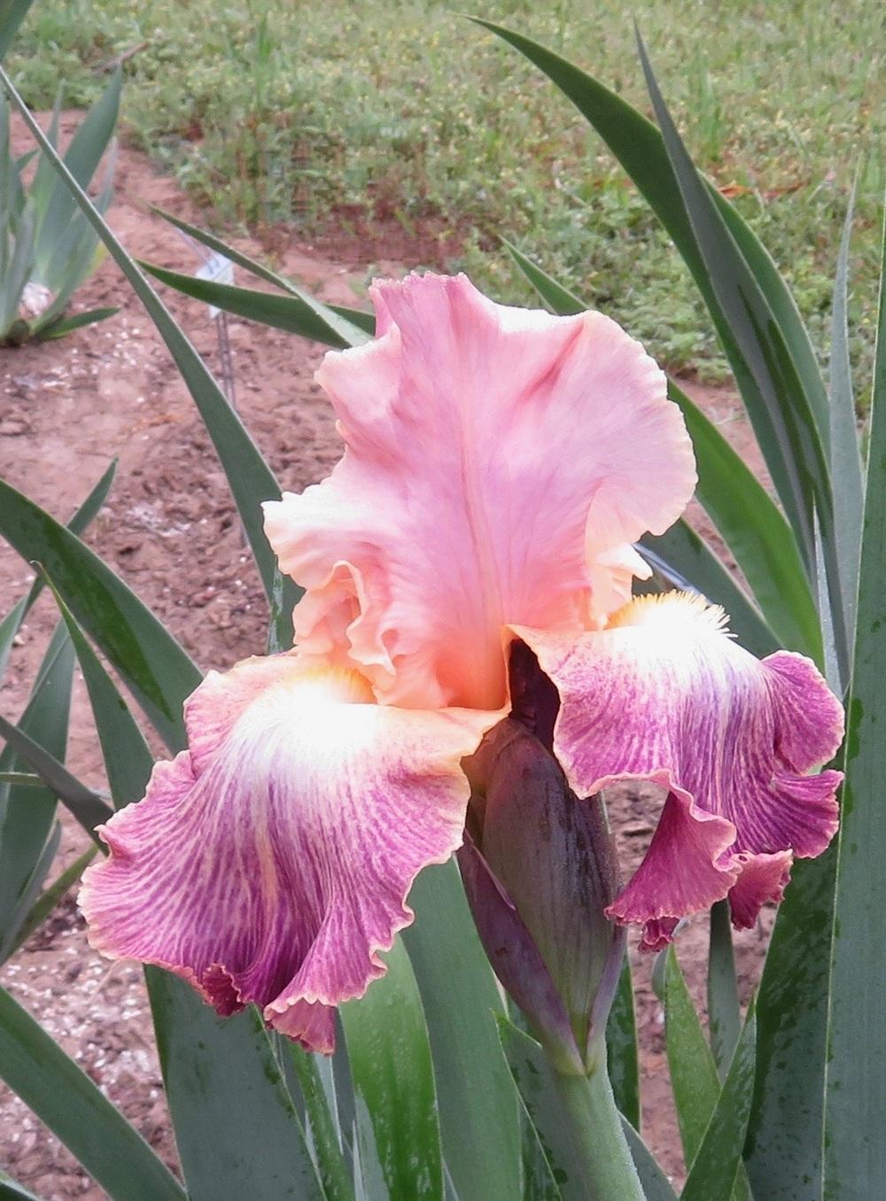 Photo of the bloom of Tall Bearded Iris (Iris 'Stage Lights') posted by