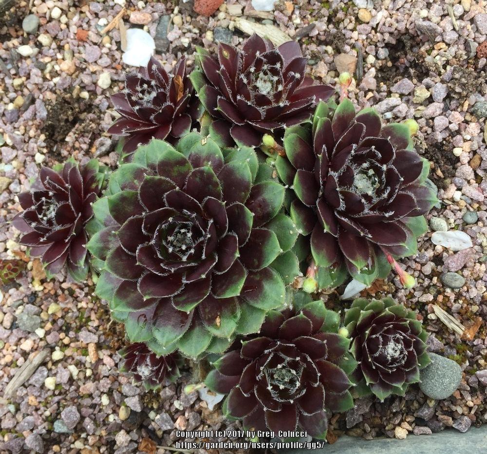 Photo of the winter interest of Hen and Chicks (Sempervivum 'Gamma