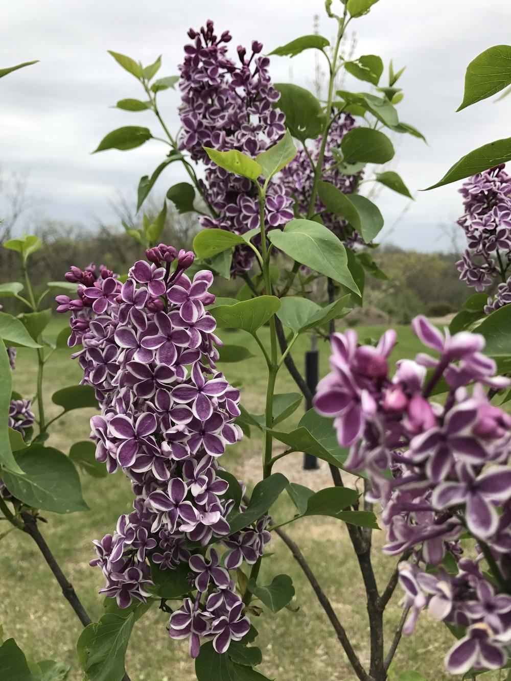 Lilacs Plant Care and Collection of Varieties