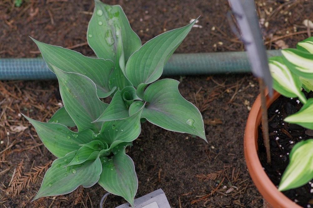Hosta 'Purple Haze' in the Hostas Database - Garden.org