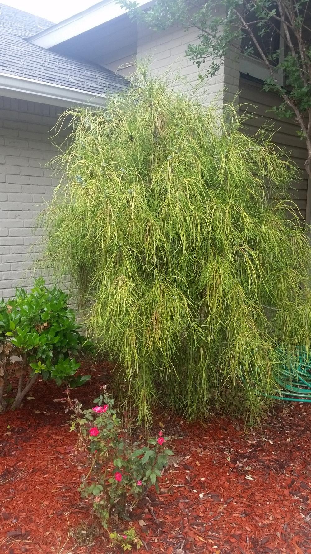Arborvitaes Plant Care and Collection of Varieties