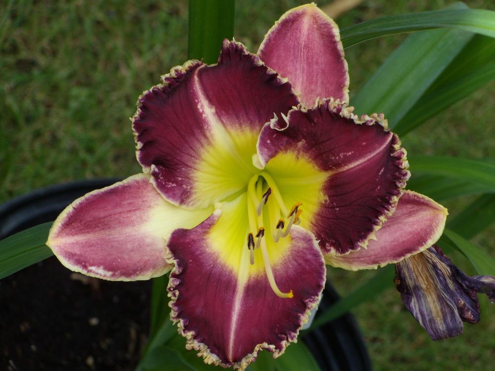 Daylily (Hemerocallis 'Frilly Frazzled') in the Daylilies Database
