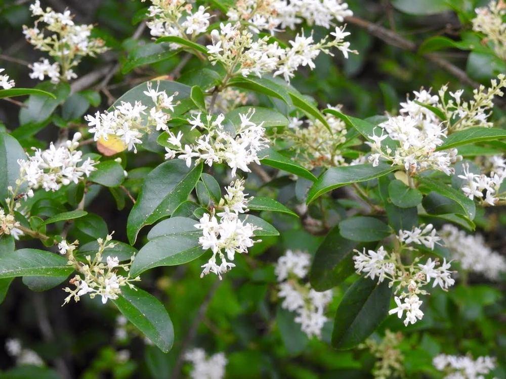 Sweet smelling abundant plant in the Plant ID forum