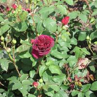Photo of the entire plant of English Shrub Rose (Rosa 'Munstead Wood ...