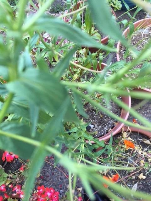 Plant ID forum→What plant is this? Was found in the garden in the San