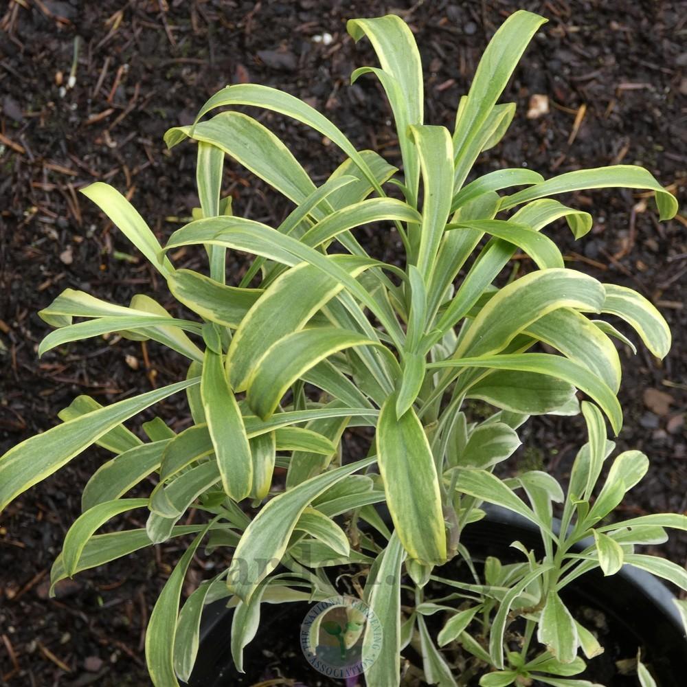 Photo of the leaves of Wallflower (Erysimum 'Honeyberry') posted by