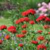 Courtesy of Diane's Flower Seeds