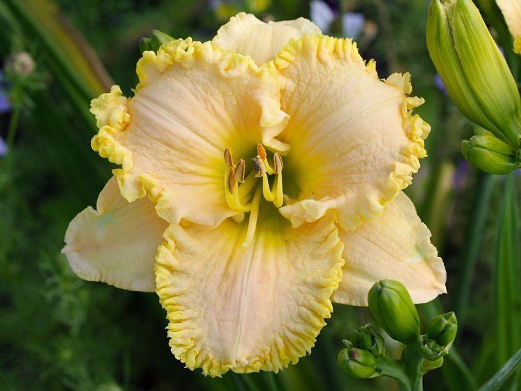 Photo of the bloom of Daylily (Hemerocallis 'Front Porch Swing') posted