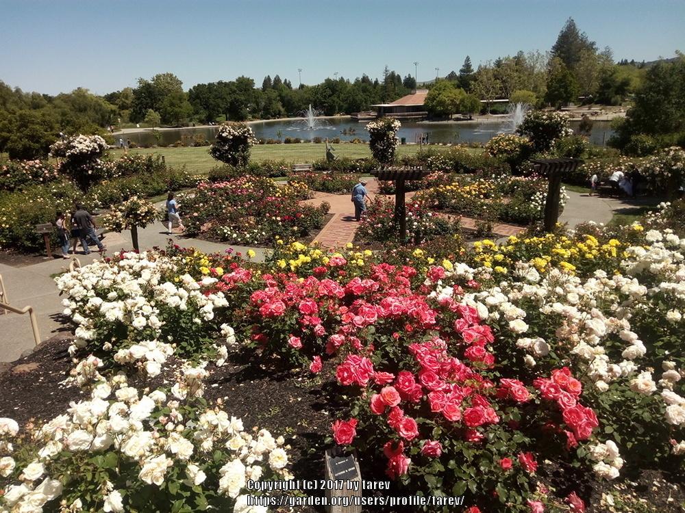 Roses at The Gardens at Heather Farm Walnut Creek, CA in the Roses
