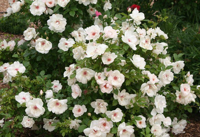 Photo of the entire plant of Rose (Rosa 'Jacqueline du Pre') posted by
