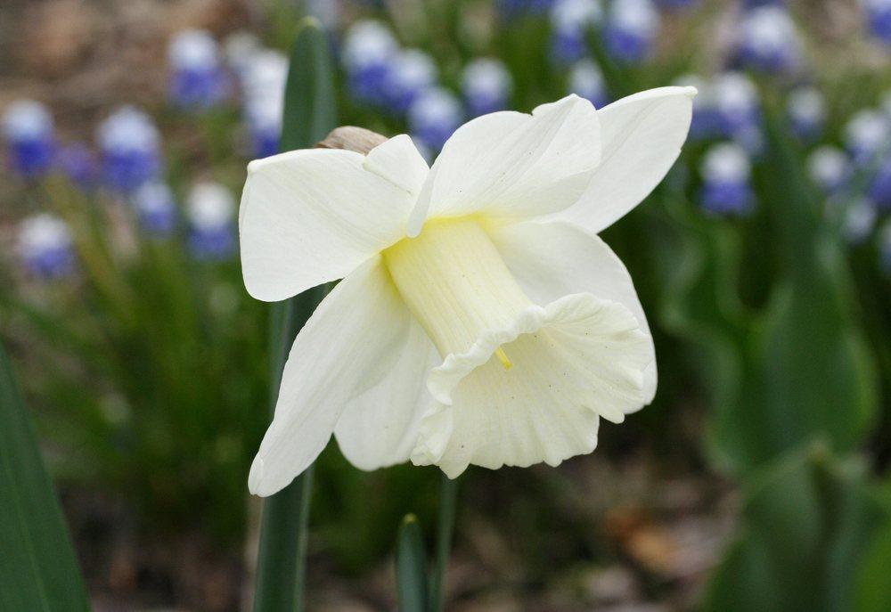 LargeCupped Daffodil (Narcissus 'Oregon Snow') in the Daffodils