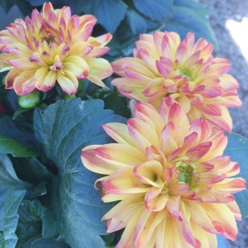 Dahlia 'Tequila Sunrise' in the Dahlias Database