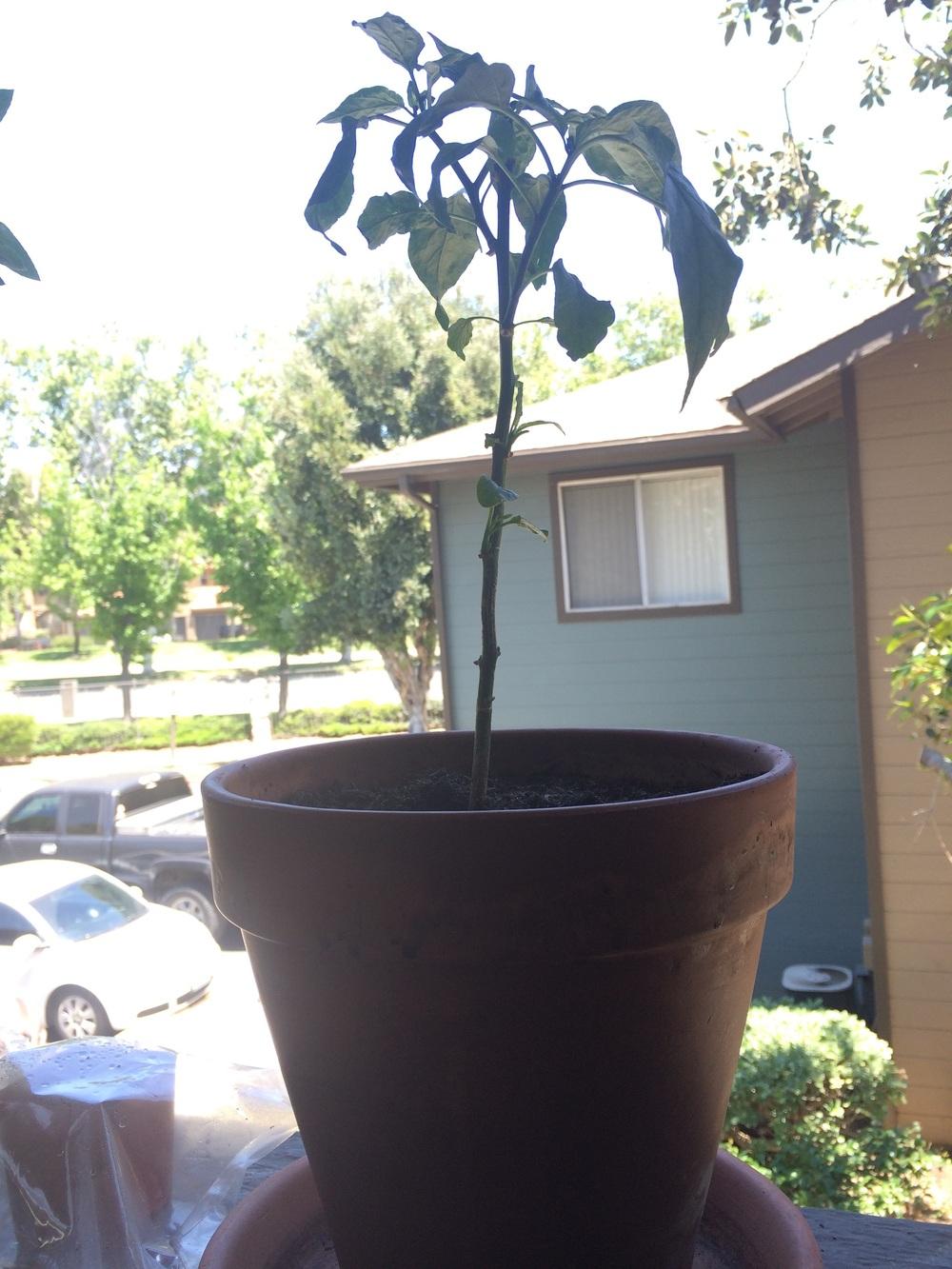 Ask a Question forum Should i prune my jalapeno plant