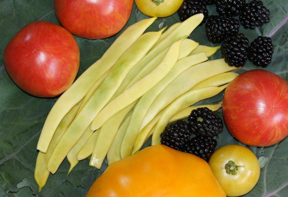 Pole Bean (Phaseolus vulgaris 'Golden of Bacau') in the Beans Database