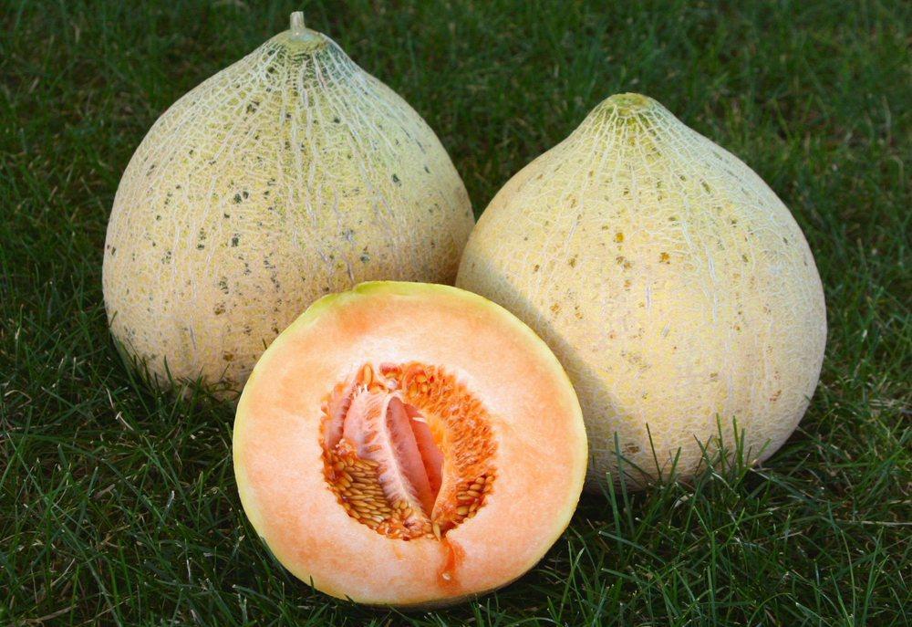 Melon (Cucumis melo 'Northern Arizona') in the Cantaloupes Database