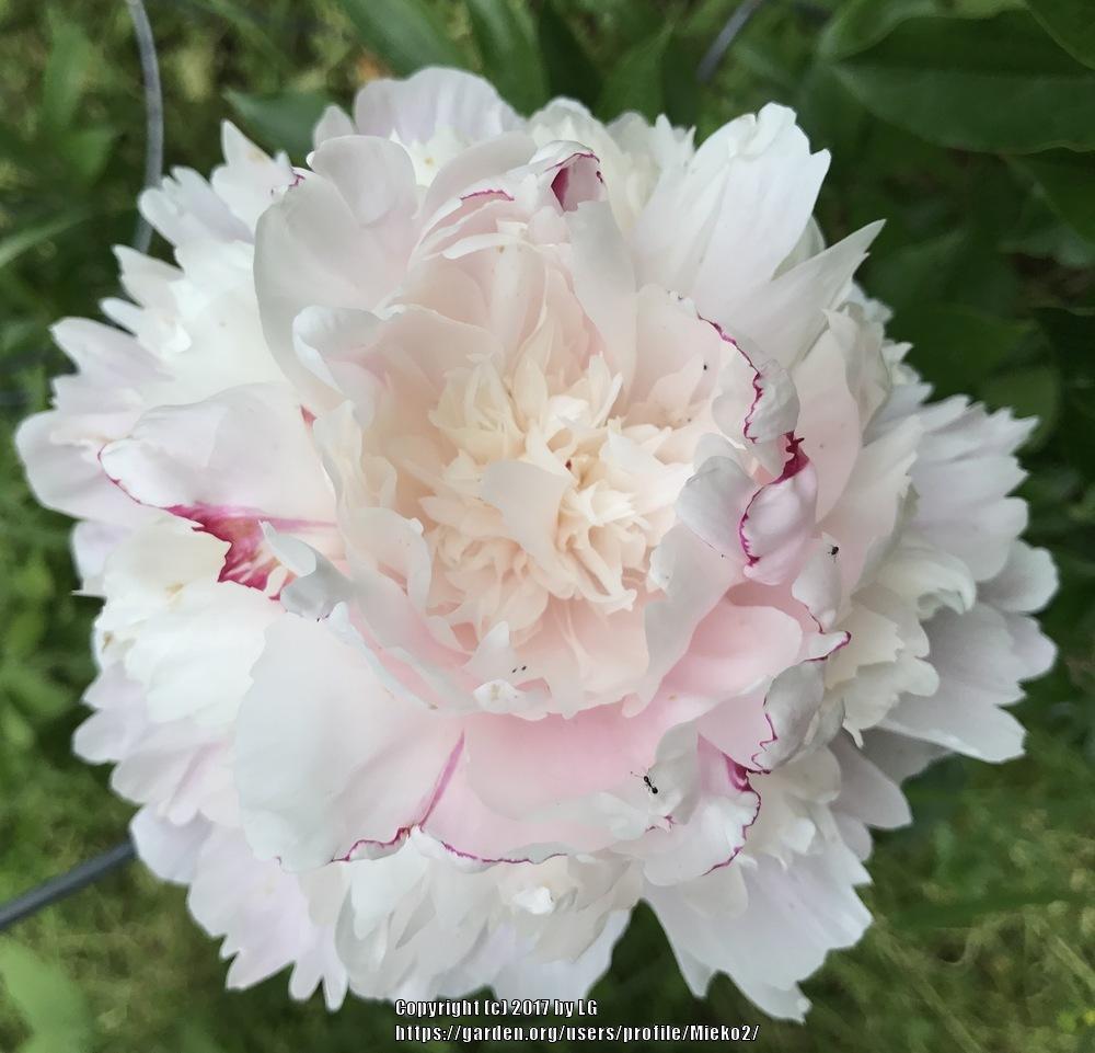 Photo of the bloom of Peony (Paeonia ‘Chestine Gowdy’) posted by Mieko2