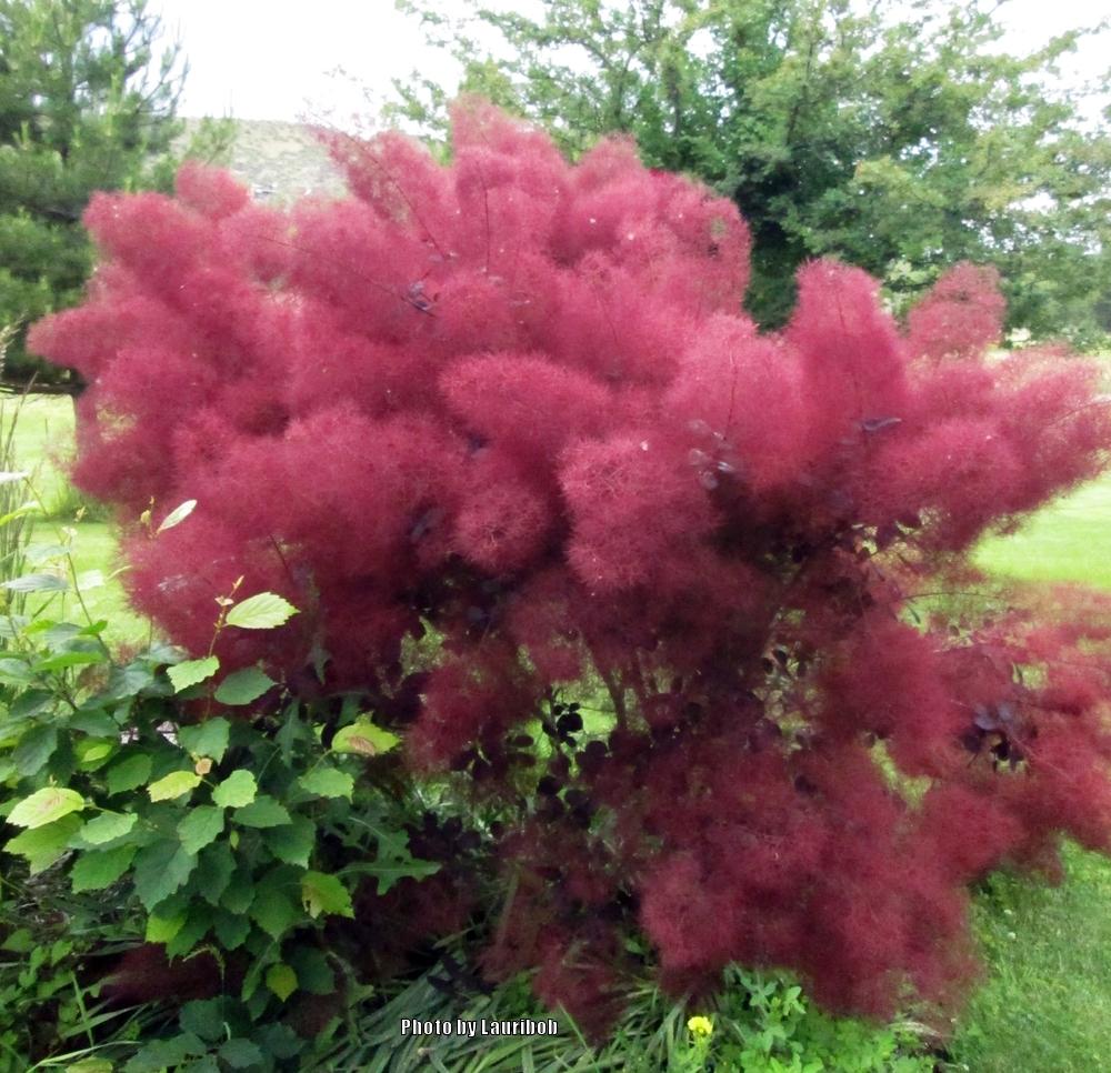 Smoketrees Plant Care and Collection of Varieties