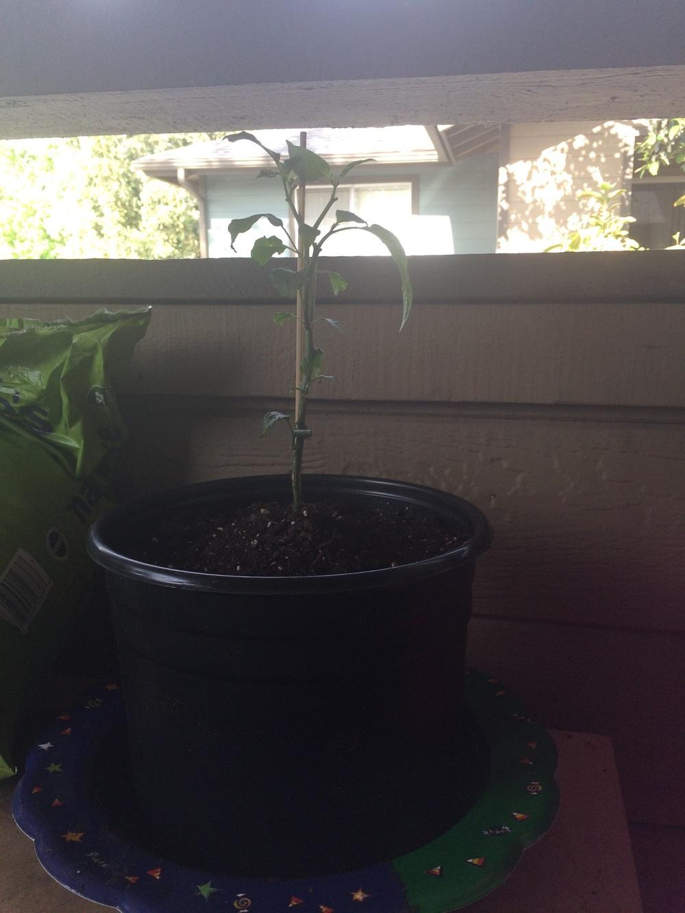 Ask a Question forum Should i prune my jalapeno plant