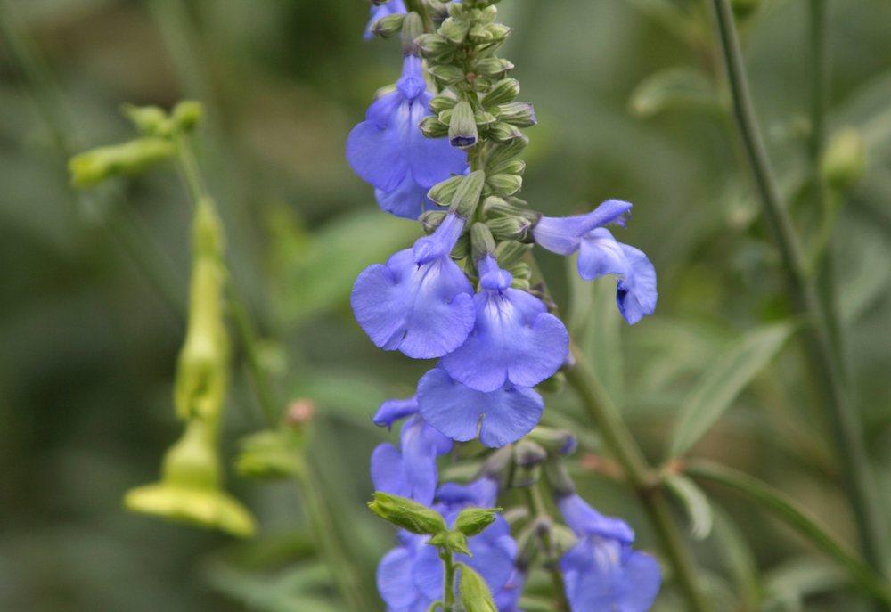 Photo of the bloom of Blue Sage (Salvia azurea) posted by DianeSeeds