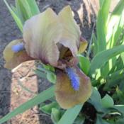 Location: My Garden in Janesville, WIDate: 2017-05-04