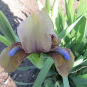 Location: My Garden in Janesville, WIDate: 2017-05-04