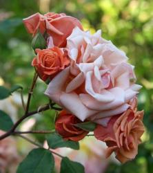 Roses: Collection of Varieties - Garden.org