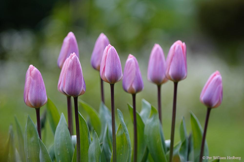 Tulips Plant Care and Collection of Varieties