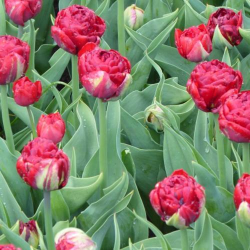 Tulip (Tulipa 'Red Baby Doll') in the Tulips Database