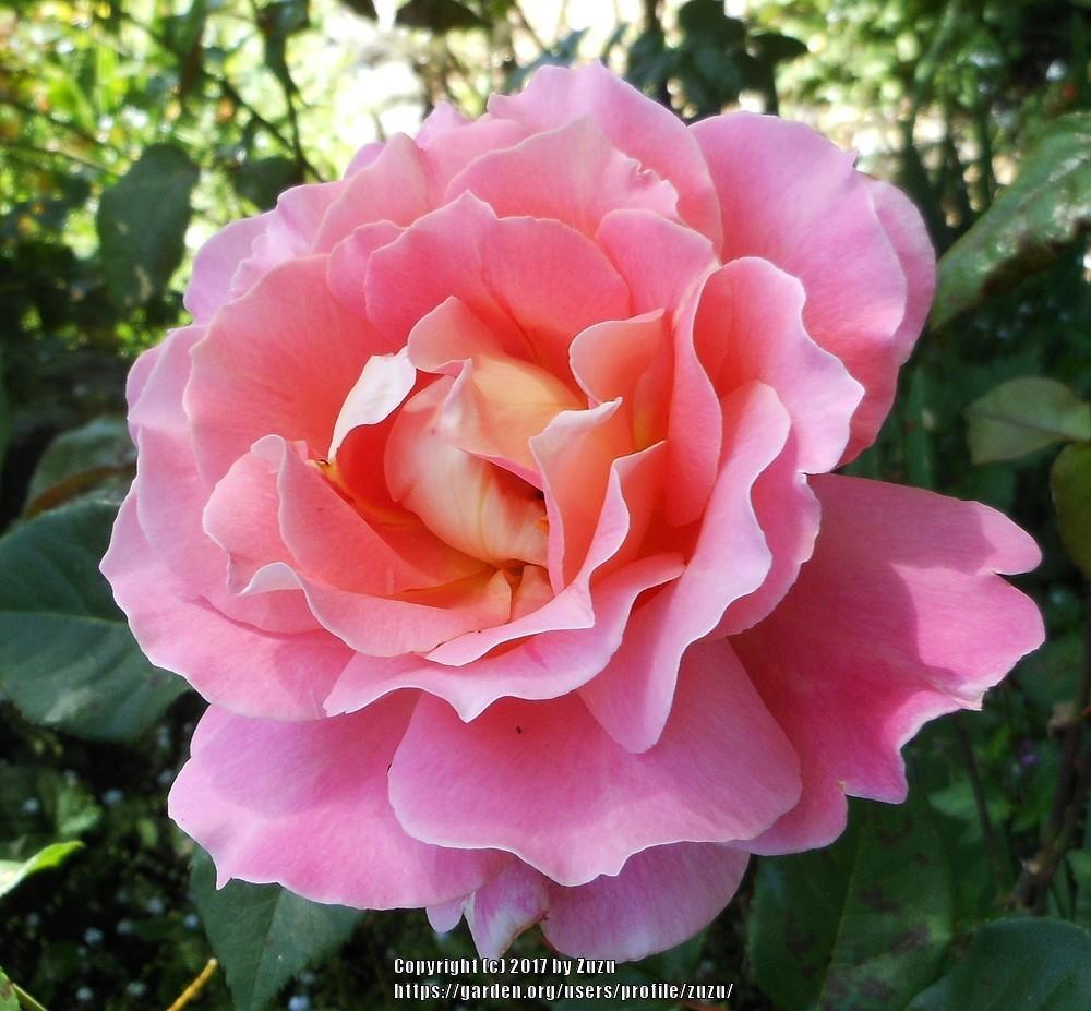 Rose (Rosa 'Audrey Wilcox') in the Roses Database - Garden.org