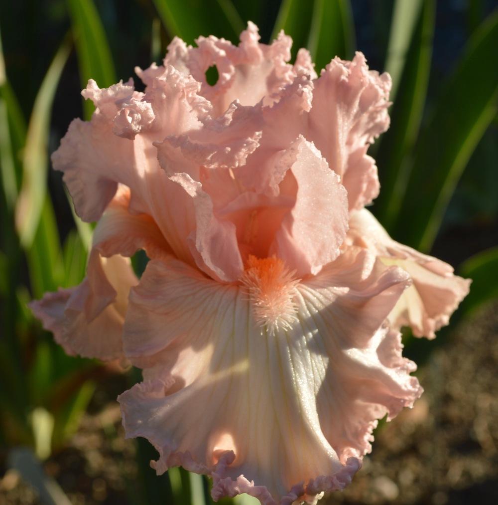 Tall Bearded Iris (Iris �Heart of Glass�) in the Irises