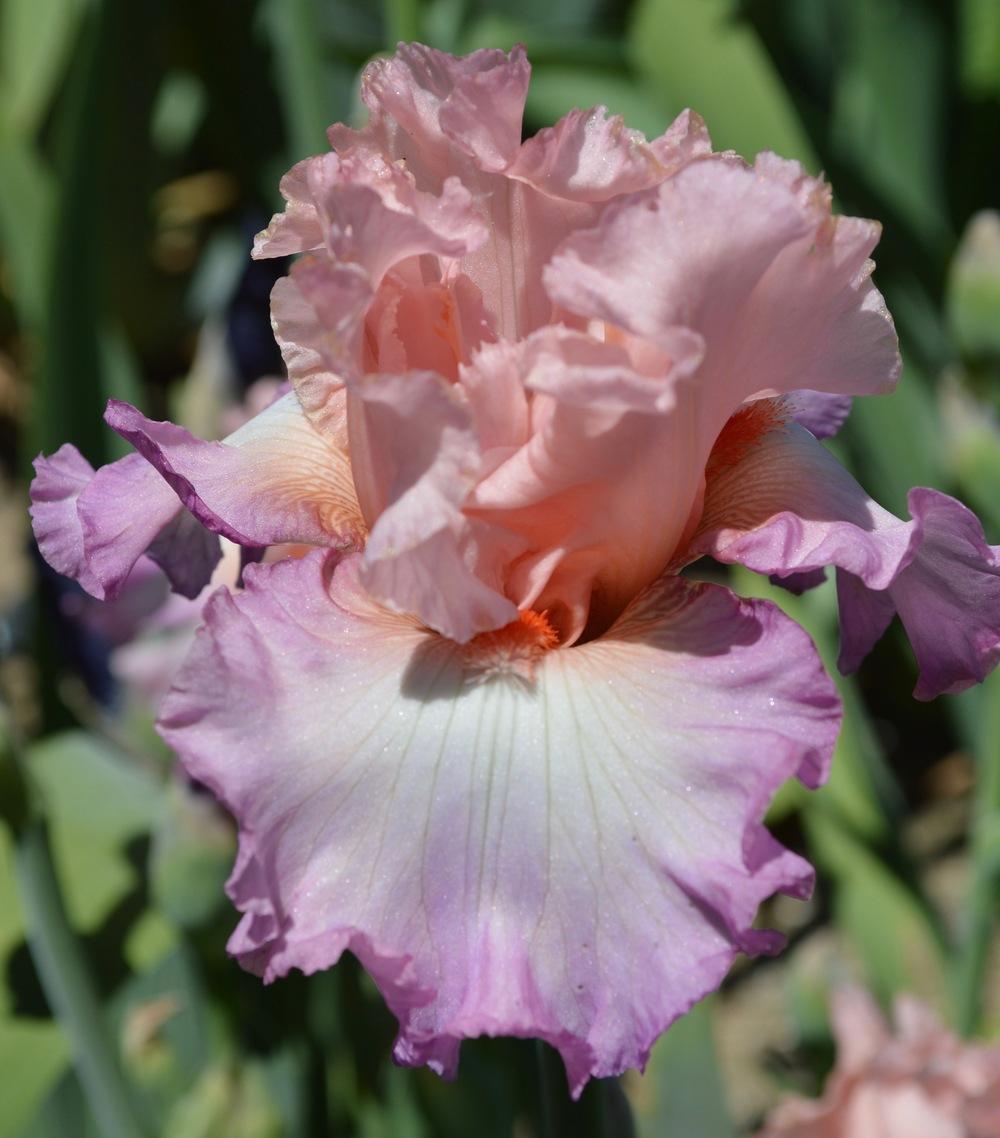 Tall Bearded Iris (Iris 'Blowing Kisses') in the Irises Database