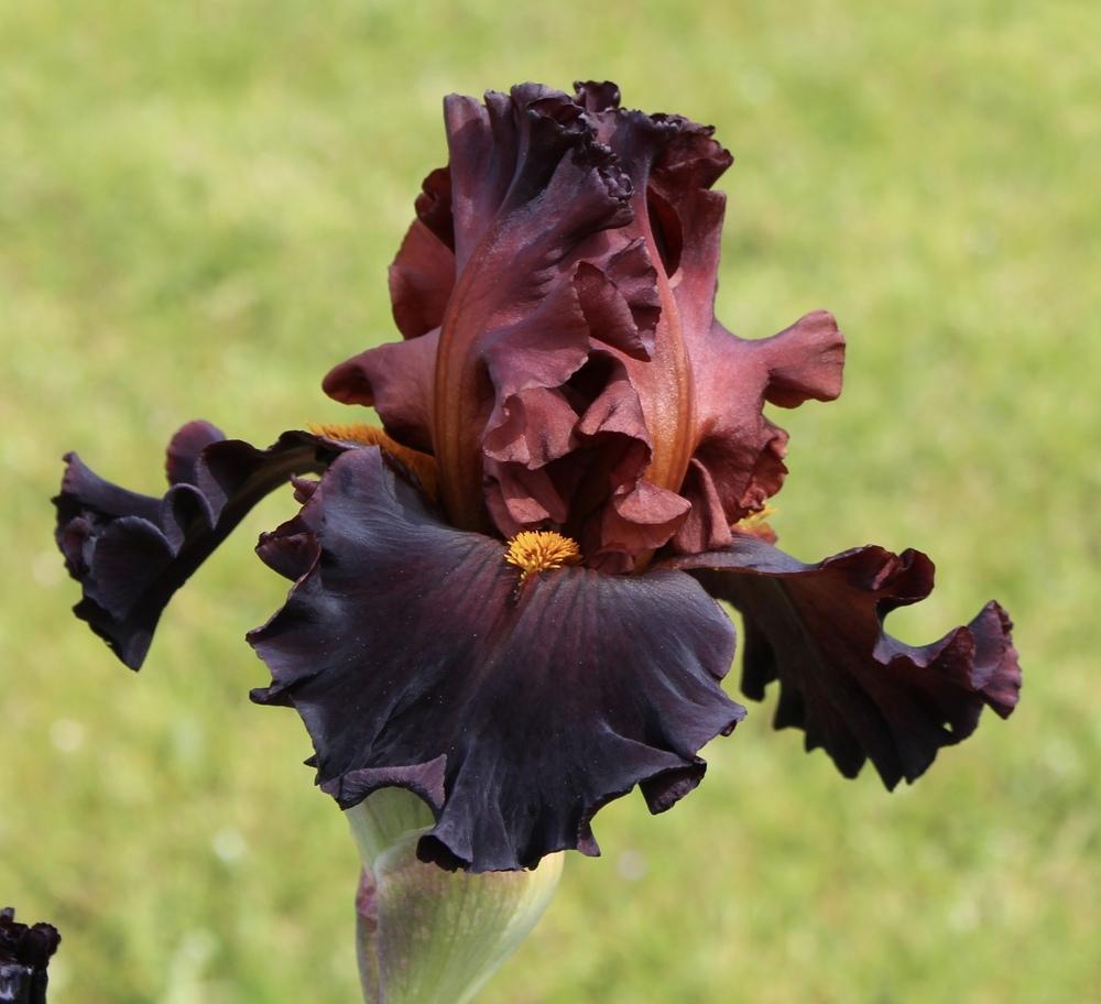 Irises Plant Care and Collection of Varieties