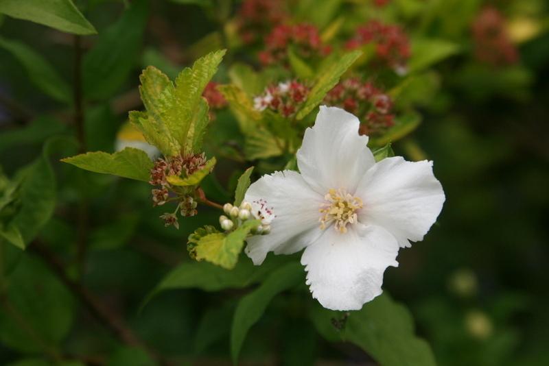 Mock Oranges Plant Care and Collection of Varieties