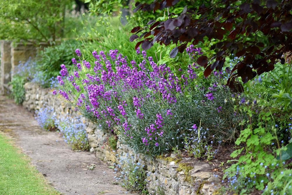 Perennial Wallflower (Erysimum 'Bowles' Mauve')