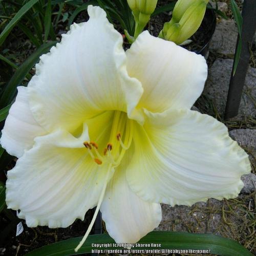 Daylily (Hemerocallis 'Royal Frosting') in the Daylilies Database