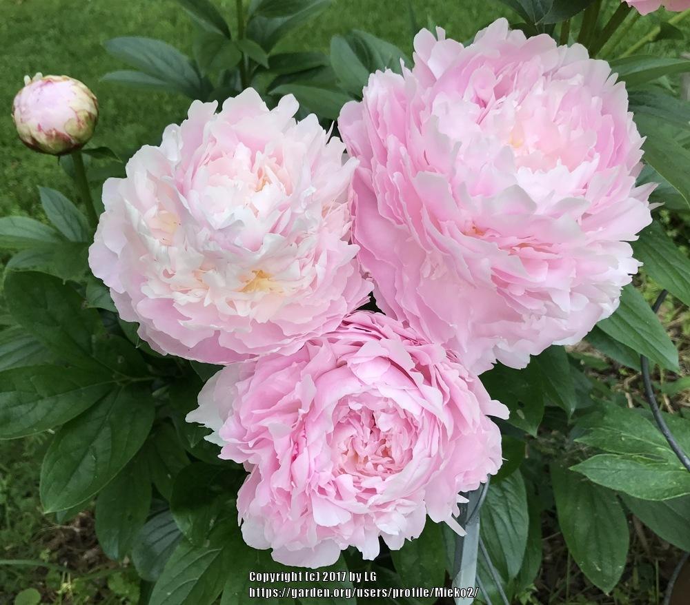 Garden Peony (Paeonia lactiflora 'Pillow Talk') in the Peonies Database