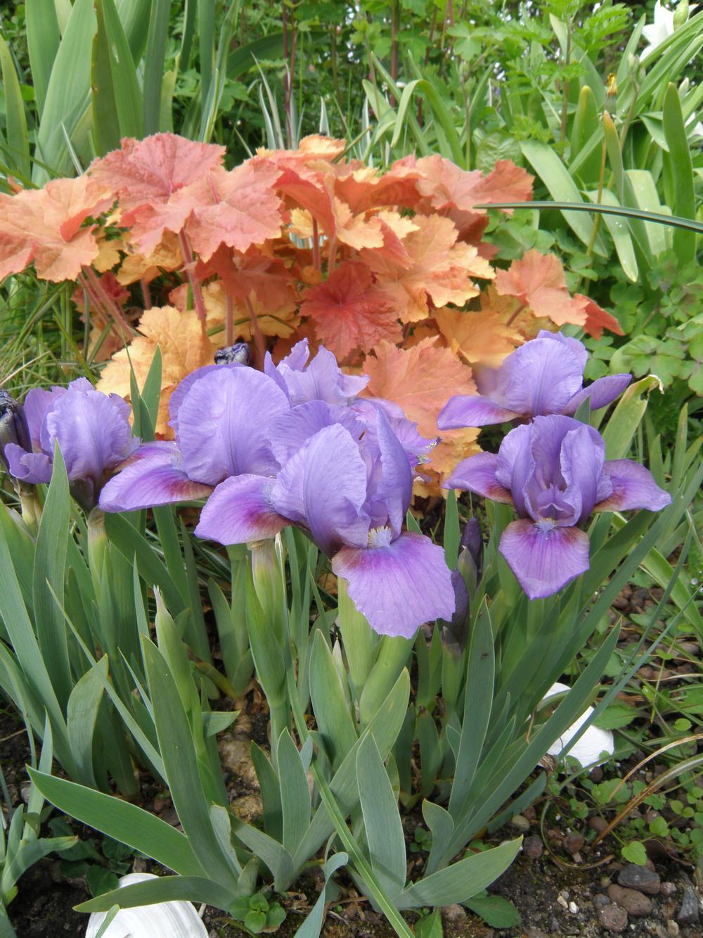 Miniature Dwarf Bearded Iris (Iris 'Puppet Baby') in the Irises