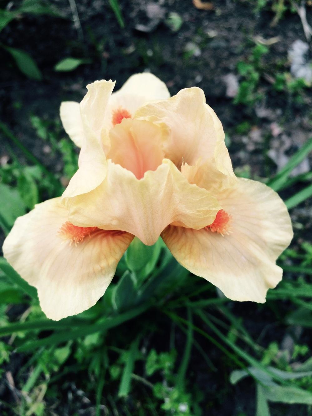 Standard Dwarf Bearded Iris (Iris 'Peach Cooler') in the Irises ...