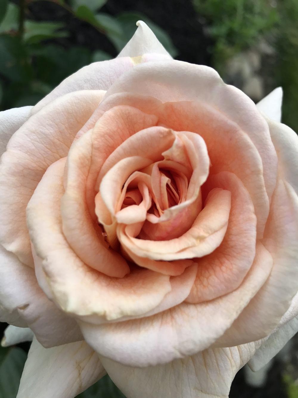 Rose (Rosa 'Apricots n' Cream') in the Roses Database