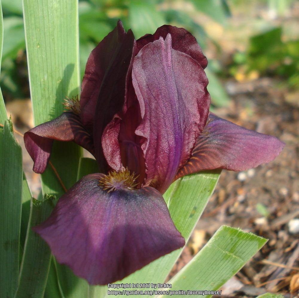 Miniature Dwarf Bearded Iris (Iris 'Royal Maroon') in the Irises ...