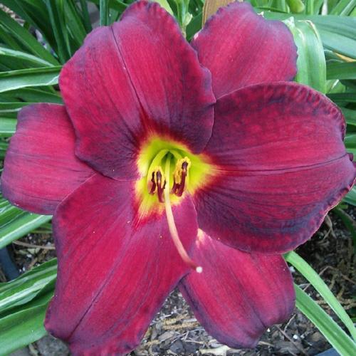 Daylily (Hemerocallis 'Red Reverence') in the Daylilies Database