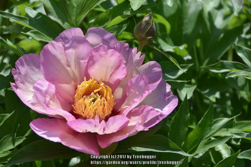 Photo of the bloom of Itoh Peony (Paeonia 'Pastel Splendor') posted by