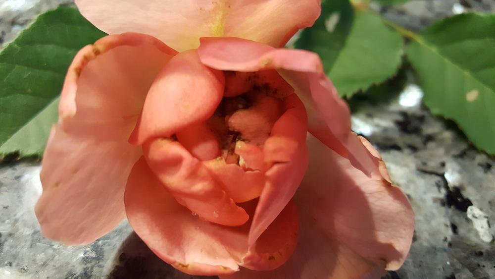 David Austin Roses blooms are deformed with a brown area in the Roses