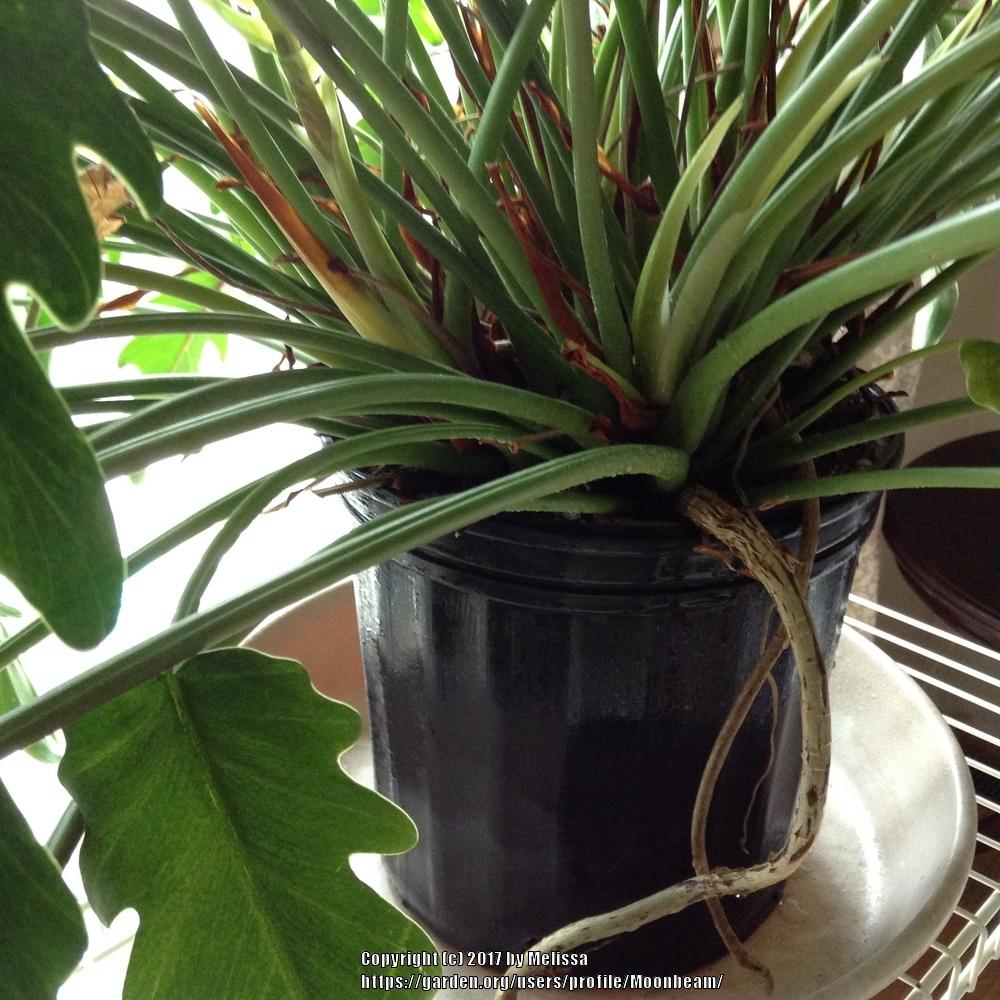 Repot philodendron Xanadu in the Ask a Question forum