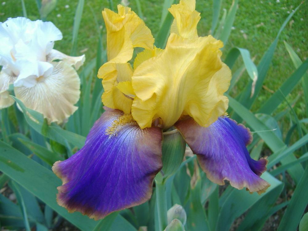 Need help identifying this medium height German Bearded Iris in the Irises forum