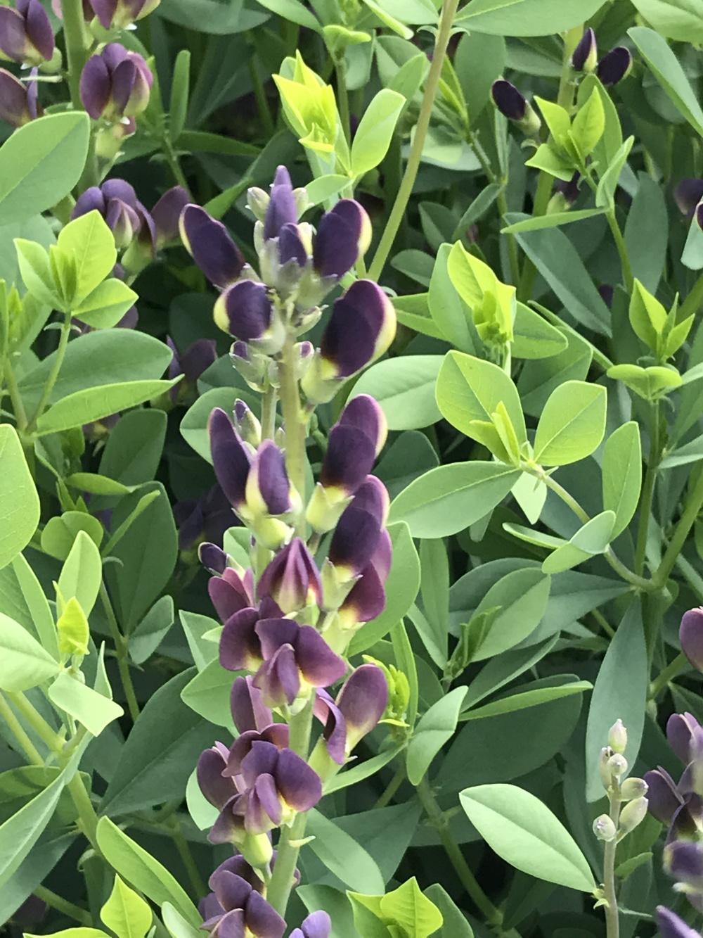 Baptisias Plant Care and Collection of Varieties