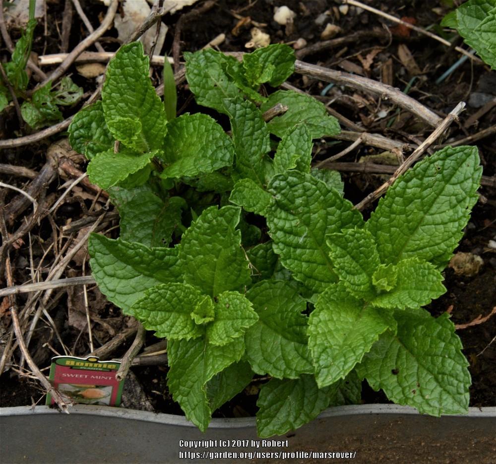 Sweet Mint (Mentha x suavis) in the Mints Database