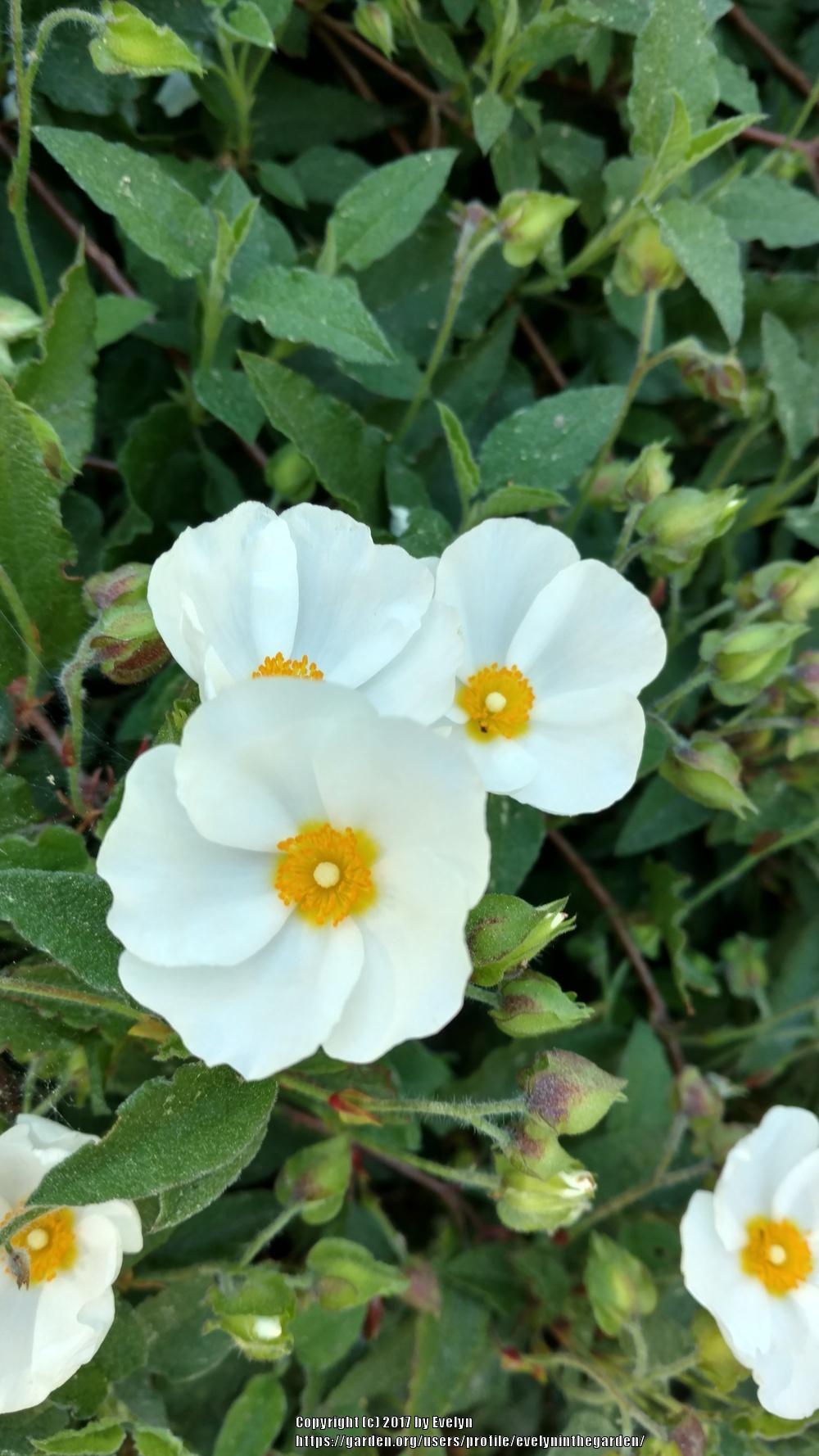 Sage Leaf Rockrose (Cistus salviifolius) in the Rockroses Database