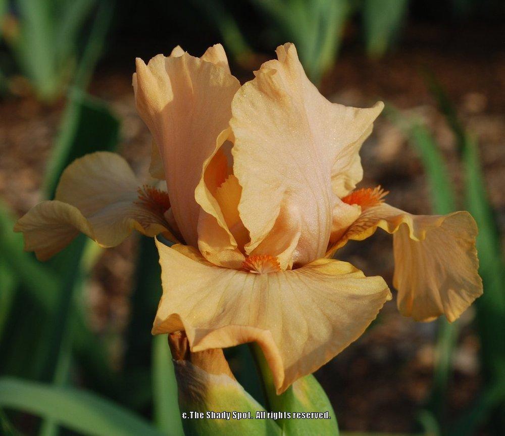 Intermediate Bearded Iris (Iris 'Carved Pumpkin') in the Irises